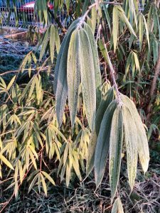 Hard frost on Borinda fungosa (-5°C)