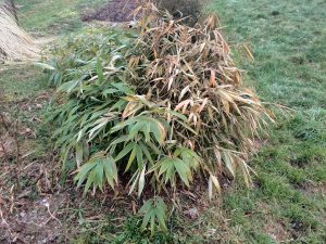 Half bald Phyllostachys pubescens. Exposed southern side got fried, while snow cover on the other side protected it from severe cold