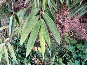 Chimonocalamus pallens - the first bamboo that had shown leaf damage.