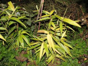 Sickly yellow leaves on waterlogged Moso