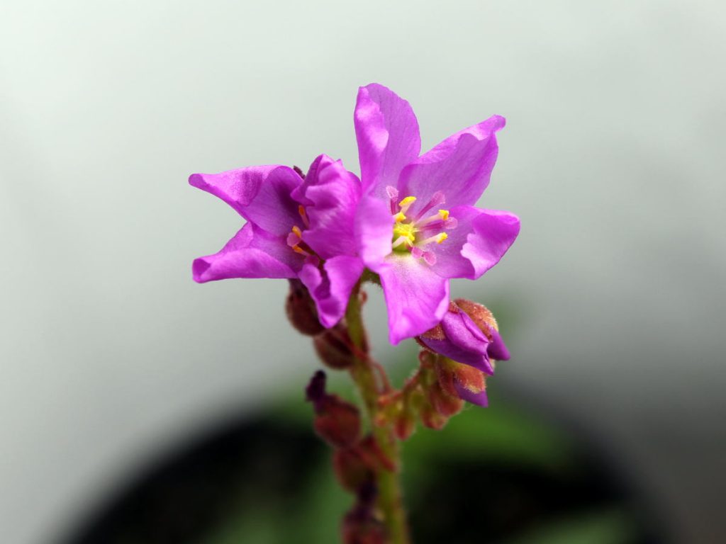 Drosera capensis flower. Flowers only last a few hours, but when they start, they set new flowers for quite some time.