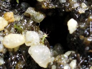 Drosera's hand reaching out from a dark pit