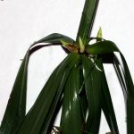 Propagating Cyperus alternifolius