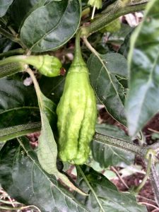 Elongated chilli looks completely differrent.