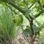 Seedling 1 (F2)  unripe pod