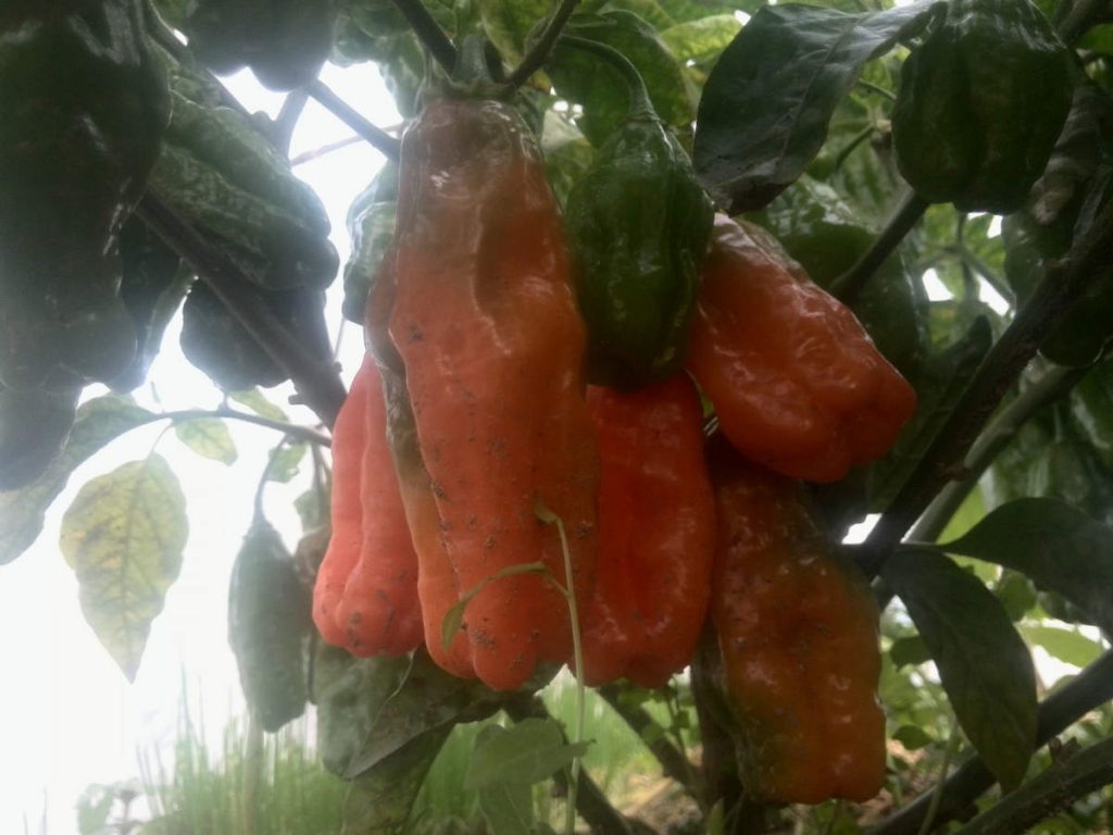 Top performing Chillies.