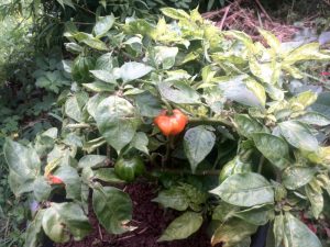 Hybrid chilli from self pollinated red chilli appeared orange because of recessive genes.