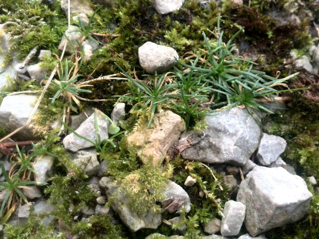 Small grass patch first started to grow in the moss.