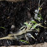 Tiny pampas seedlings