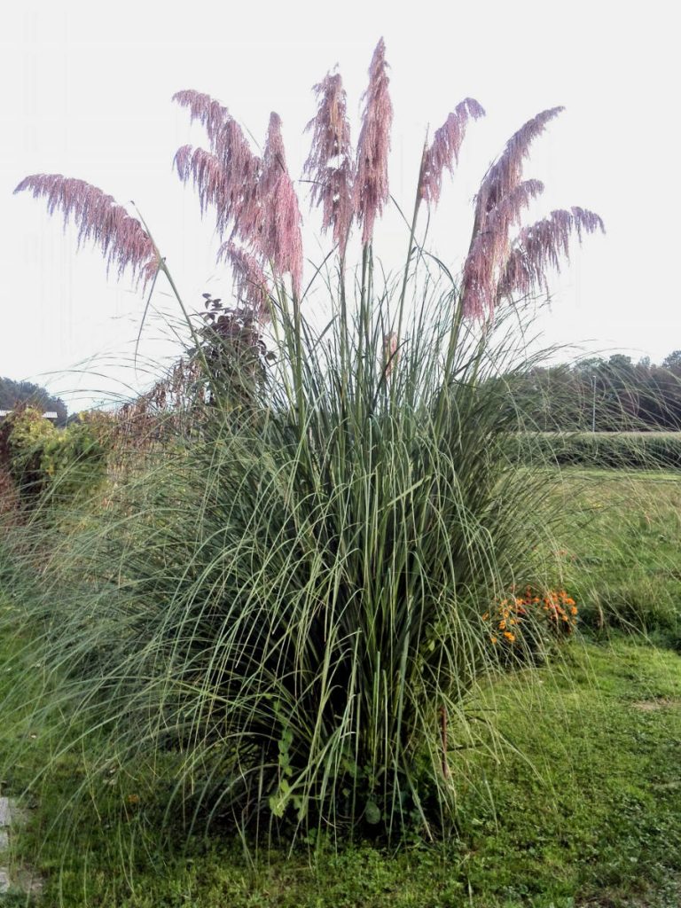 Fully grown flowers in mid October.