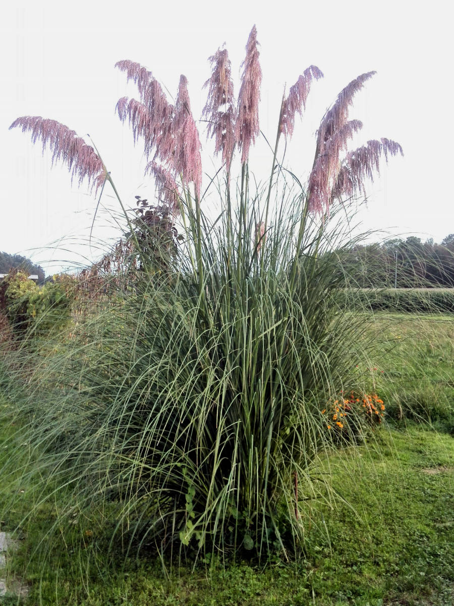 Pampas Grass ⋆ Cold-hardy.com