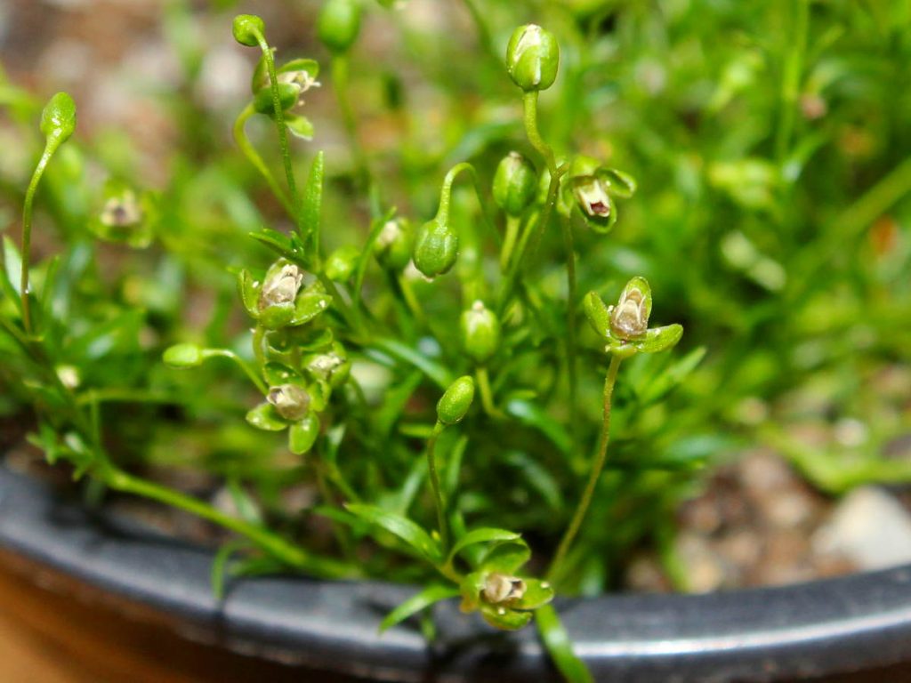 Flowering Sagina procumbens with seed pods