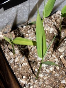 2 weeks old seedlings. Pale seedling started to lag behind darker green plants