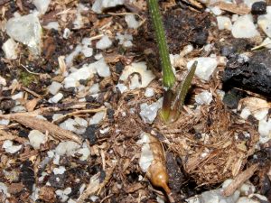 First shoots appeared in less than 3 weeks.