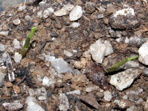 A couple of days old seedlings