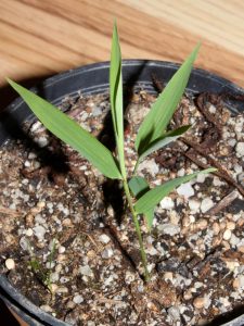 20 days old seedlings