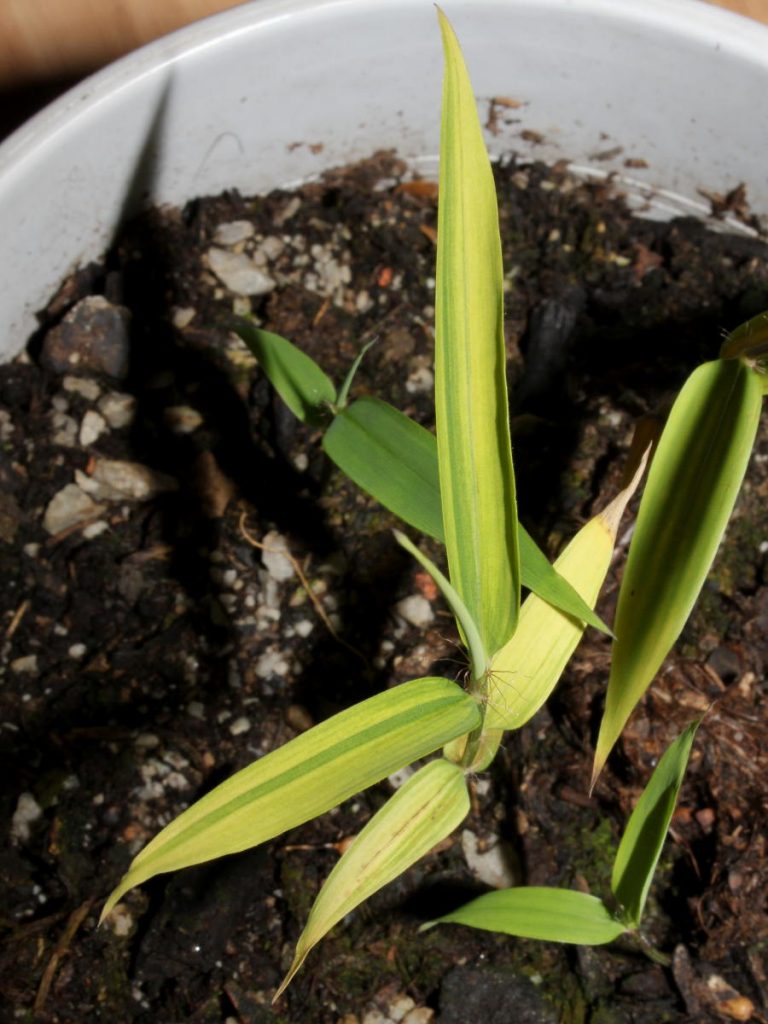 With time when leaves get more mature, stripes become much more evident, overall leaves are pale