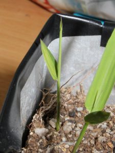 The first leaf showing minor signs of variegation