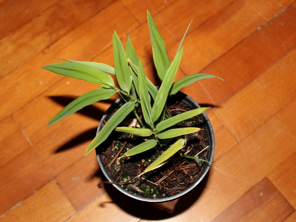 Two seedlings in one pot got crowded way too soon