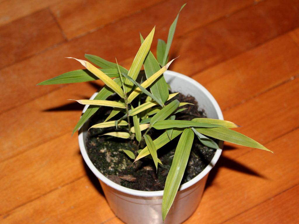 Hopefully variegated and normal seedlings in the same pot