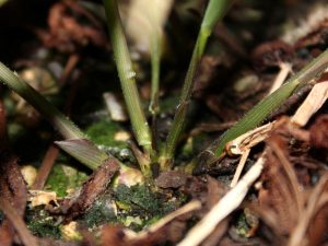 Clump of young seedling's shoots