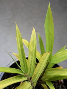 Transition from light green to variegated leaves