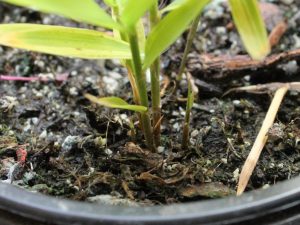 Two pale shoots emerged