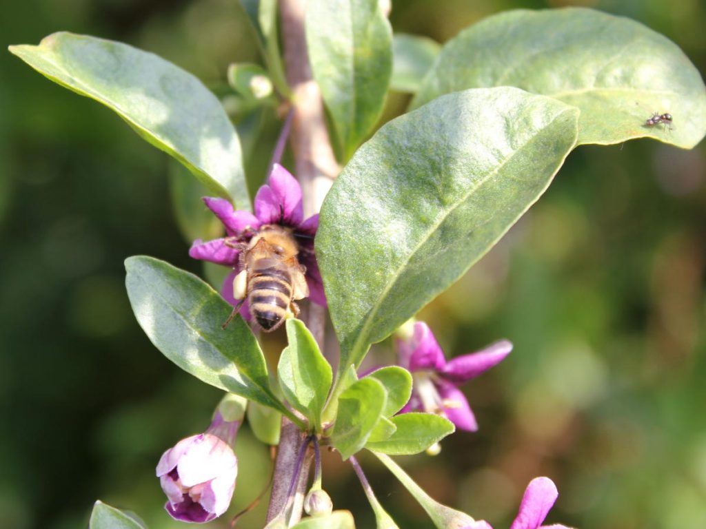 Bee carrying Goji flower pollen on its legs