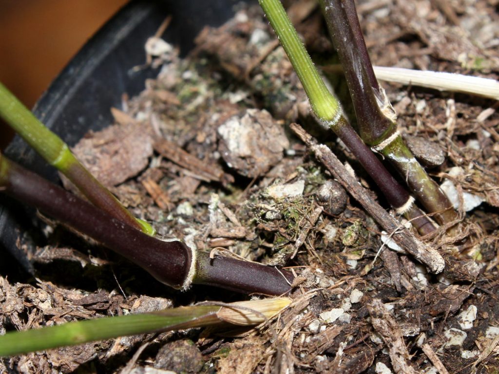 Normal green seedling