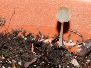 Albino seedling growing next to a mushroom