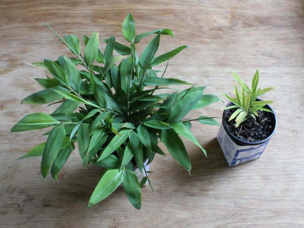 Dark green vs. pale variegated seedling. Same age, same growing conditions.