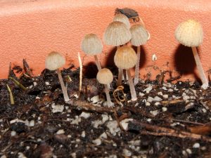 Bamboo seedlings sprouting among mushrooms