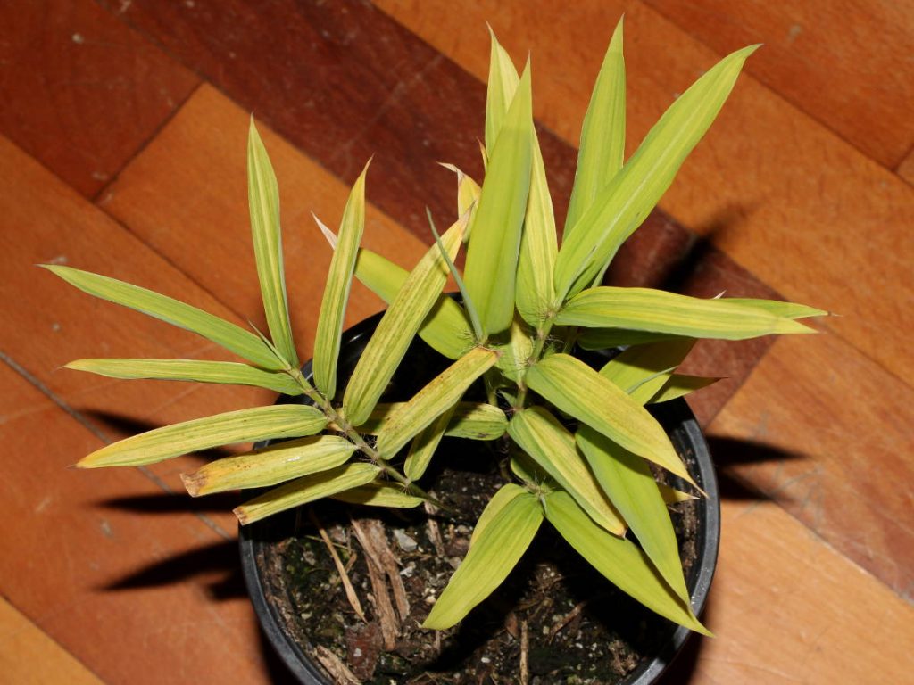 Interesting variegation pattern continues on all the new shoots. Leaves are less robust and are more prone to show drought damage. 