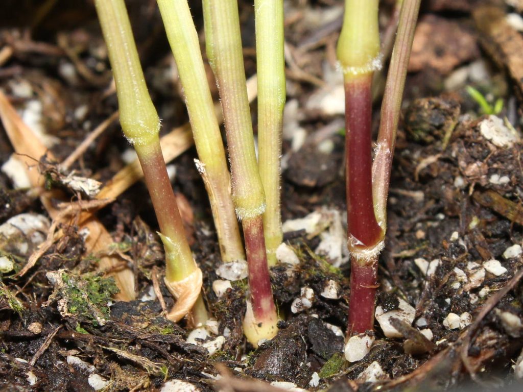 Gradual tanning of variegated seedling's culms