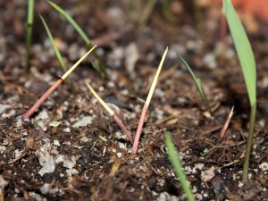 In some plants, albinism is quite common