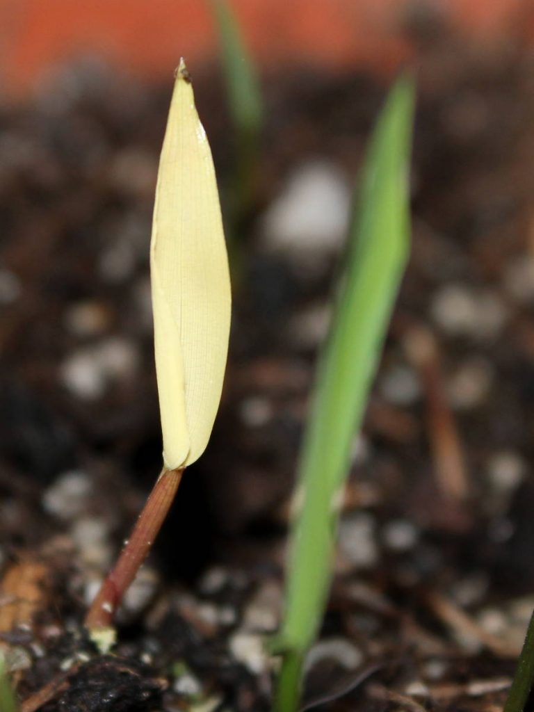 Albino Phyllostachys arcana 'Luteosulcata' seedling