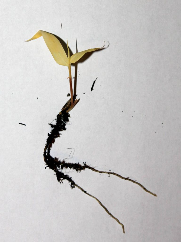 Albino seedling with fully developed roots