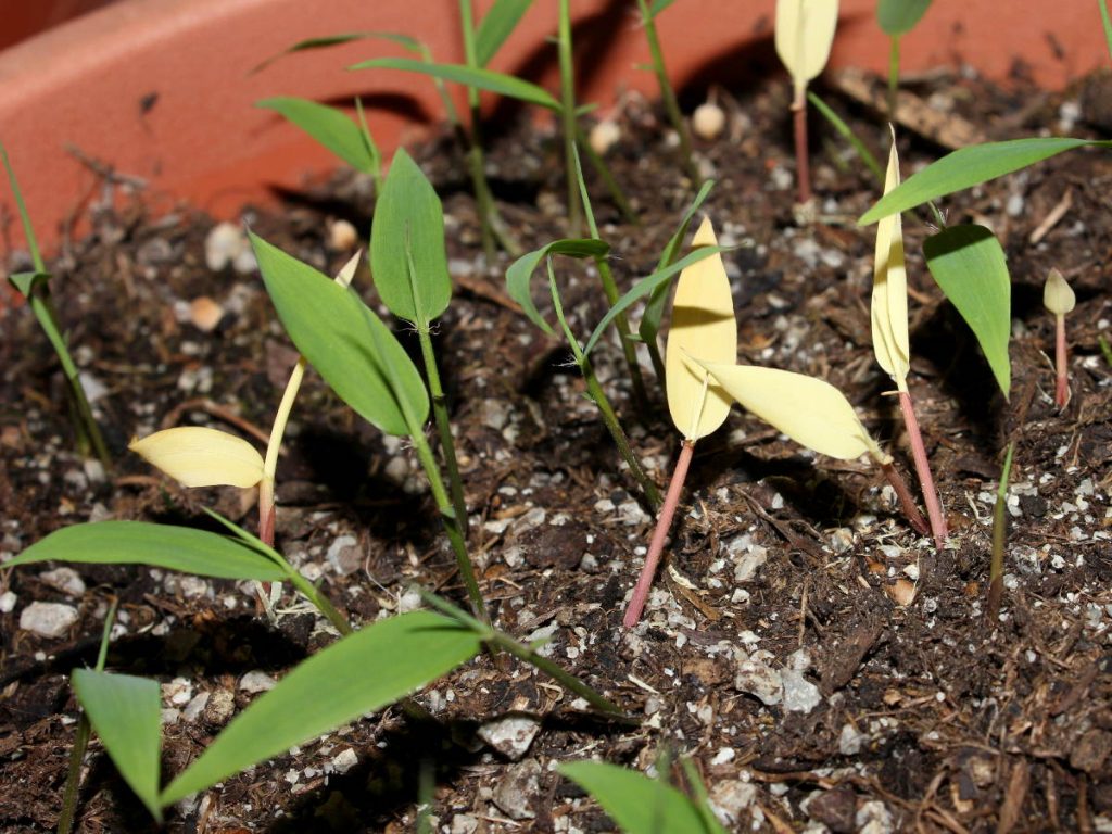 Bamboo seedlings