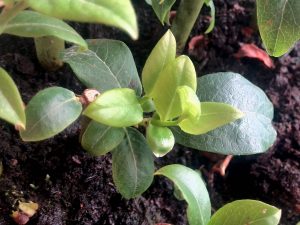 New shoots are a good sign - cuttings have grown roots!