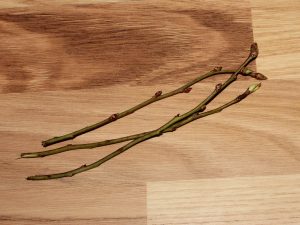 One year old branches can be used. Flower buds on top have to be removed.