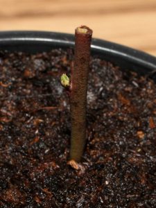 Blueberry propagation