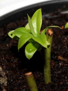 leaves on blueberry cutting