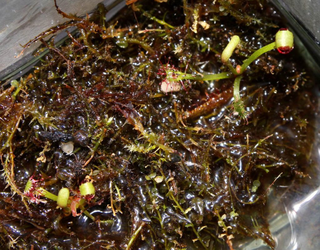 Cuttings after their first meal, temporary placed into chopped living moss