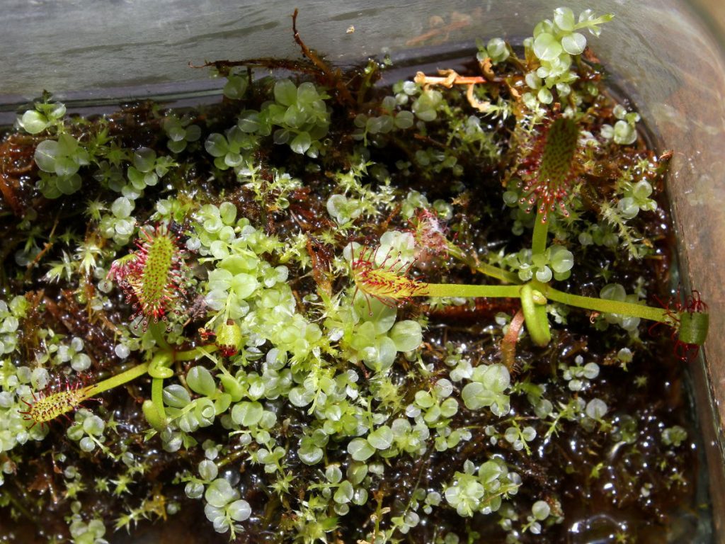 7 days later, moss started to grow. Two young Drosera capensis plants  grew incredibly fast.