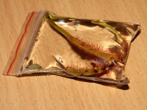 Drosera leaves in distilled water