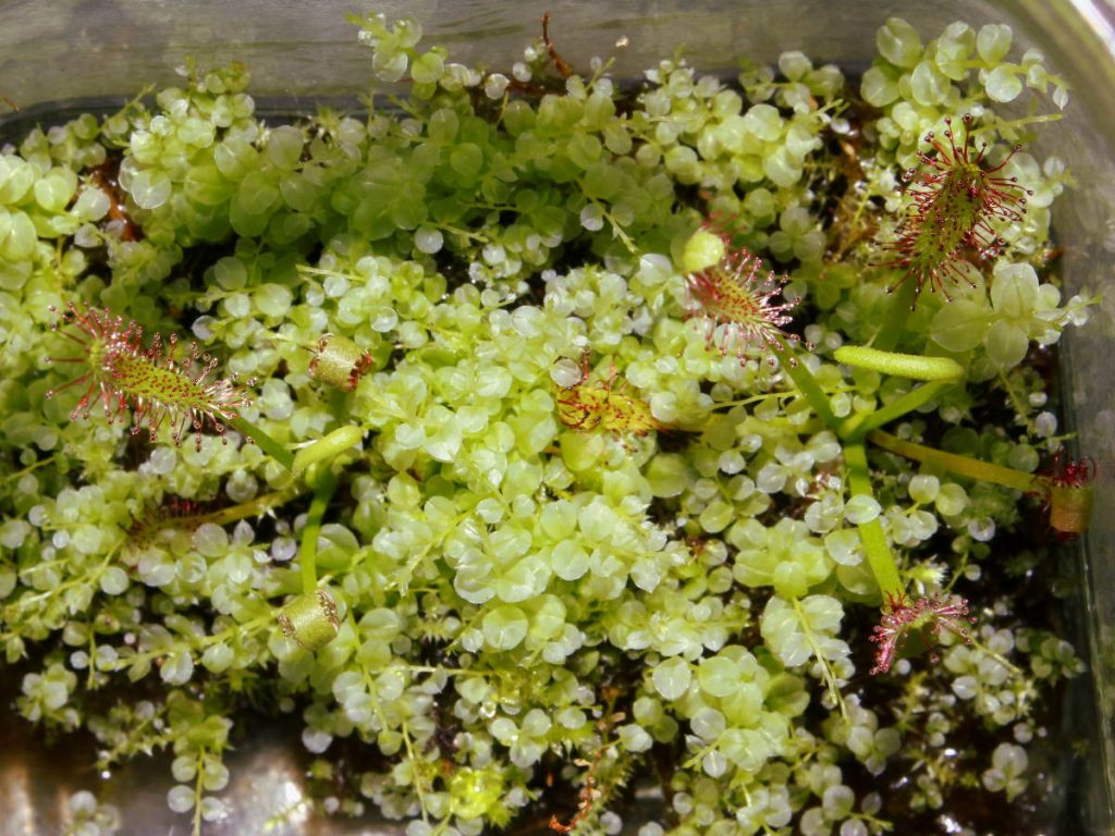 very vigorous growth of drosera cuttings