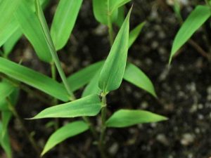 Strange colouration could be a sign of variegation.