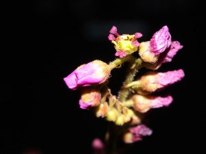 D. capensis flower with removed petals