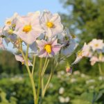 Growing potato seeds