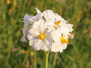 Flowering potato looks quite  ornamental